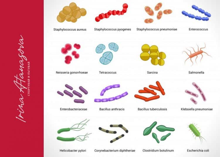 бактерията-ботулизъм-ирина-атанасова